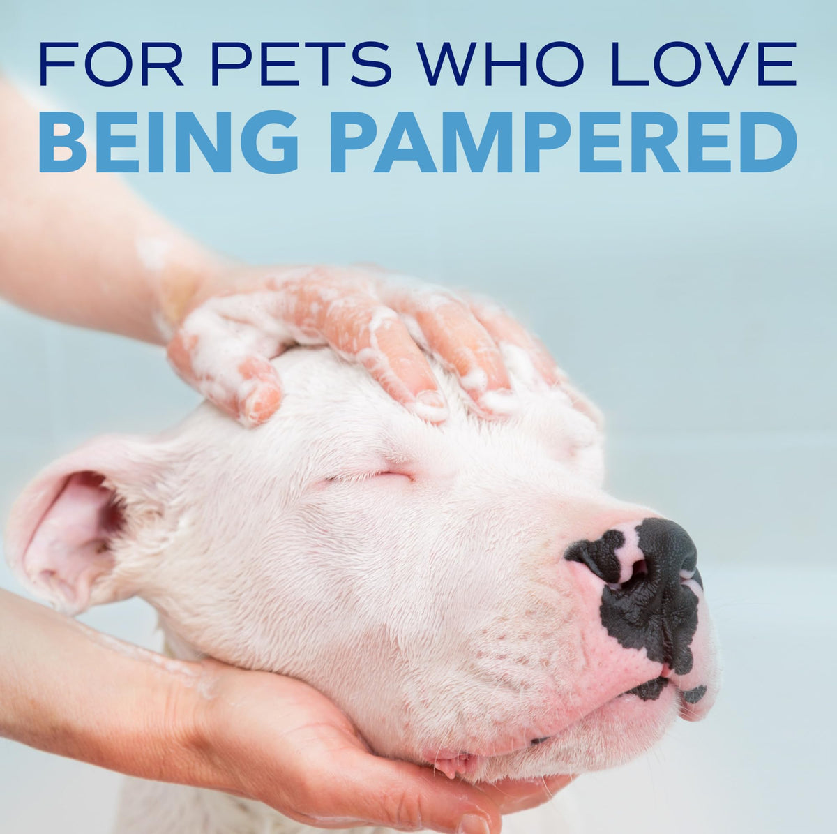 Blueberry Tear Stain Remover Dog Shampoo 8oz E345061