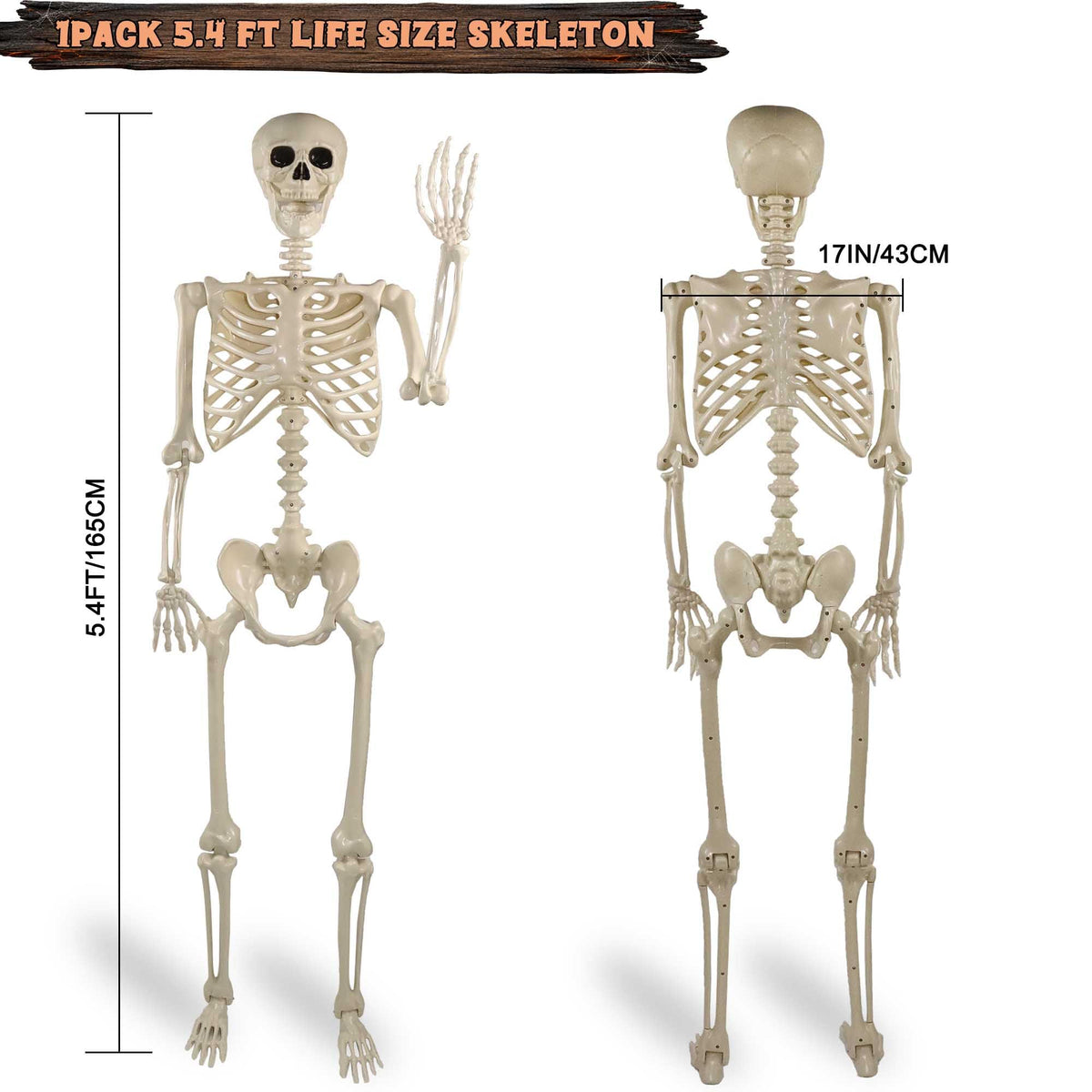 5.4ft Posable Life Size Skeleton with Movable Joints Y115